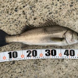 夕マヅメシーバス