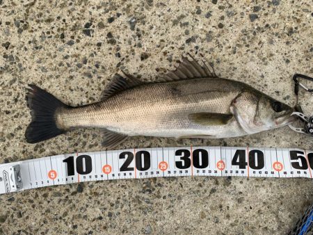 夕マヅメシーバス