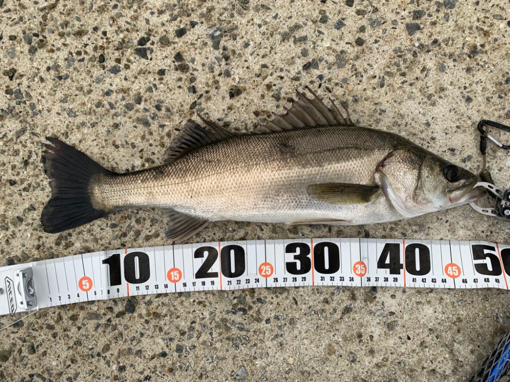 夕マヅメシーバス