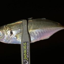 今夜もアジ探し！