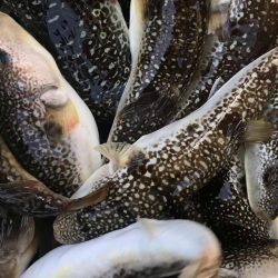 室津の夏フグ調査団