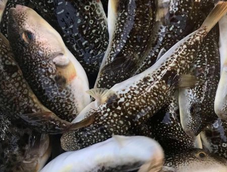 室津の夏フグ調査団