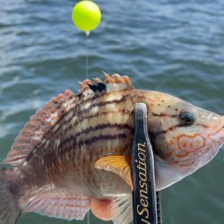 のんびりとエサ釣り&ボートアジング…