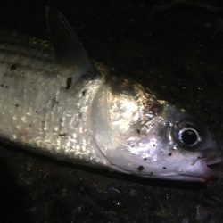 雨後のバチ抜けは‥