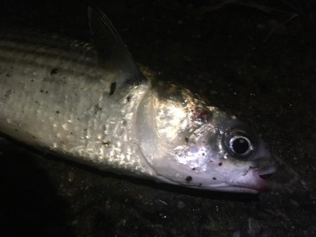 雨後のバチ抜けは‥