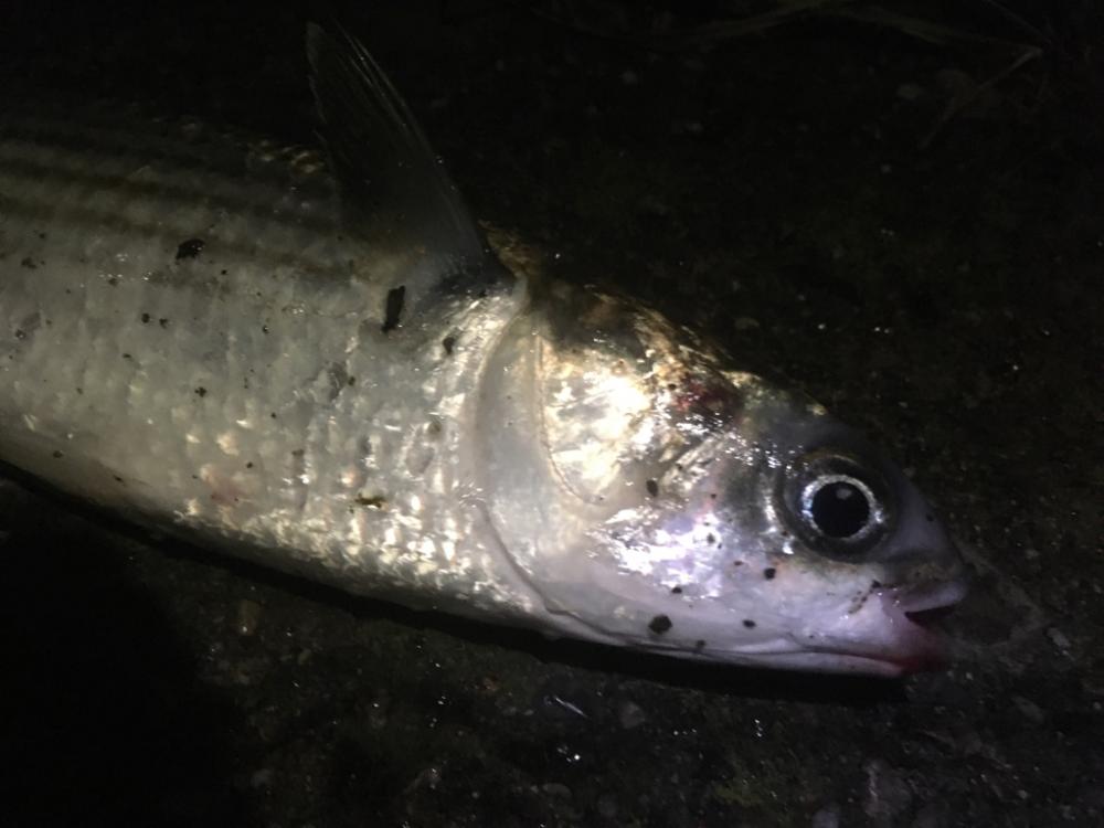 雨後のバチ抜けは‥