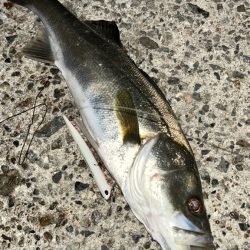 バチ抜けシーバス