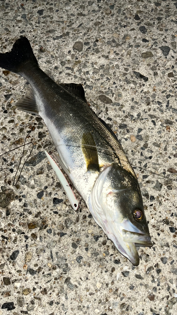 バチ抜けシーバス