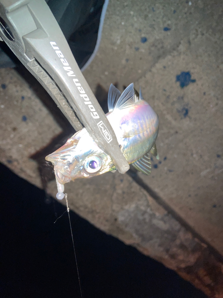 雨前の大潮アジング