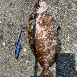 春イカを釣りたい！