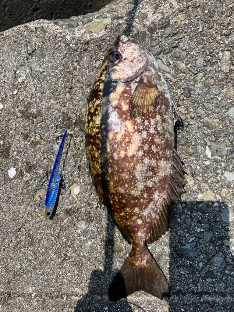 春イカを釣りたい！