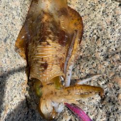 嬉しい季節の始まりです❗&#…