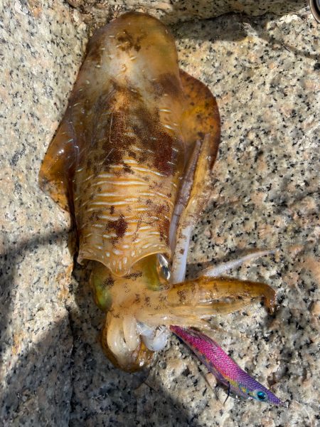 嬉しい季節の始まりです❗&#…