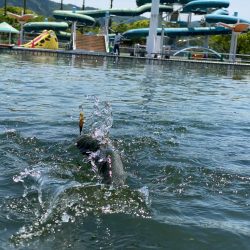 かめプー　魚はまだ沢山います。