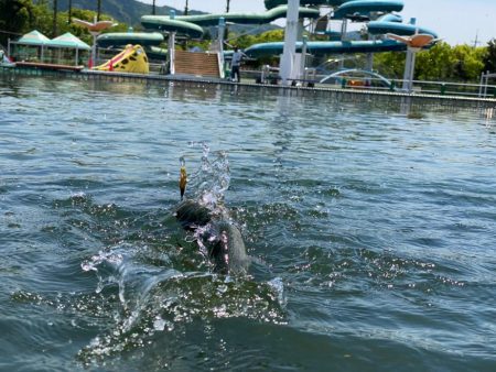 かめプー　魚はまだ沢山います。
