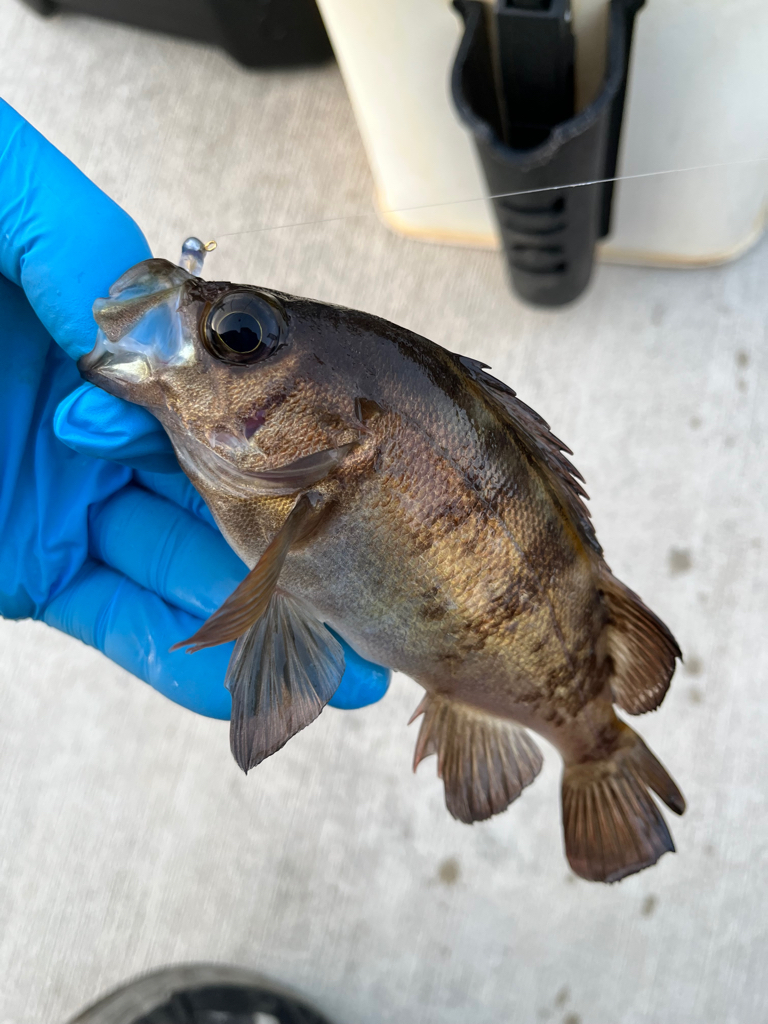 今年の初キス釣り
