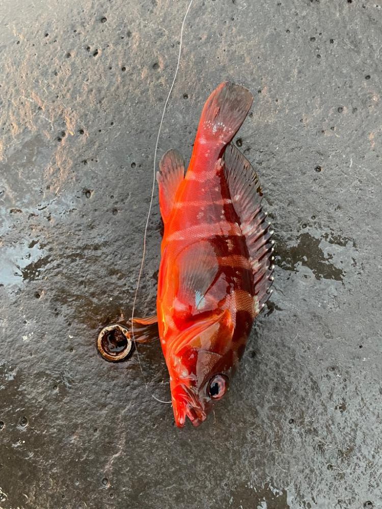 イサキ調査、釣れず、