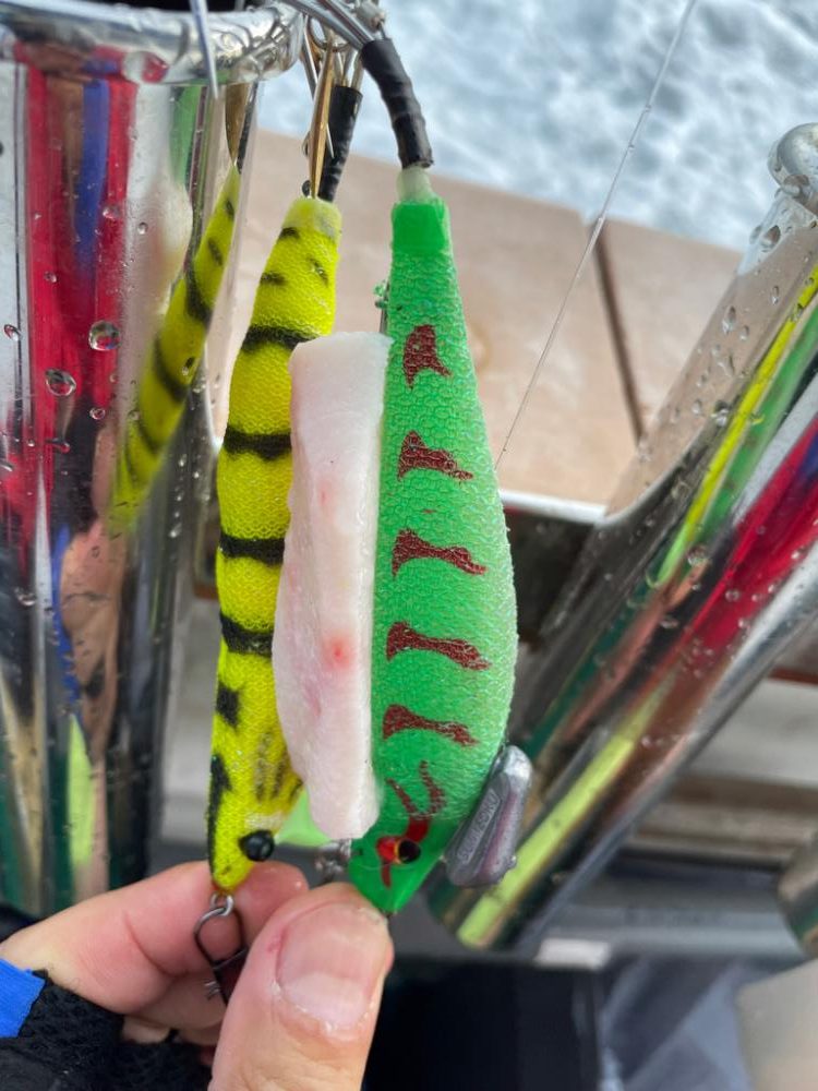 明石船タコ　梅雨前