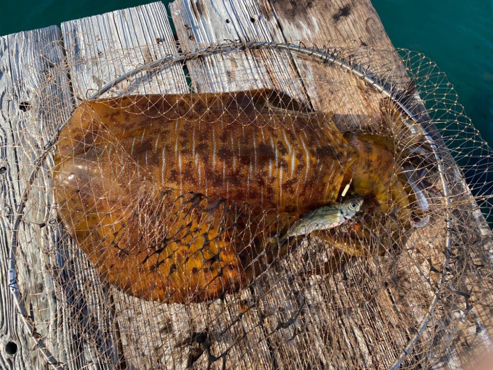 来た〜アオリ3kgアップ