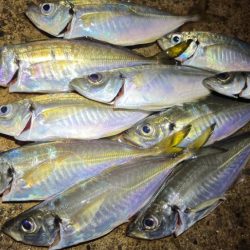 風とぶっ飛び潮