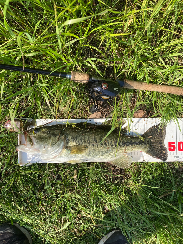 ギルパターンの季節