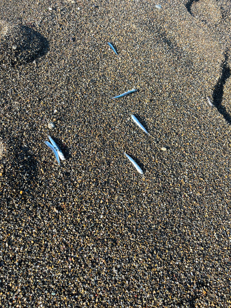 カタクチパーティー