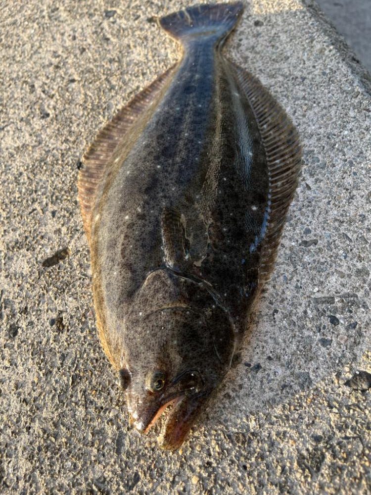 フラットフィッシュ！