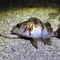 常夜灯フィッシング