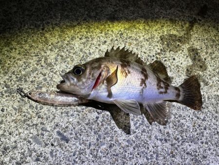 常夜灯フィッシング