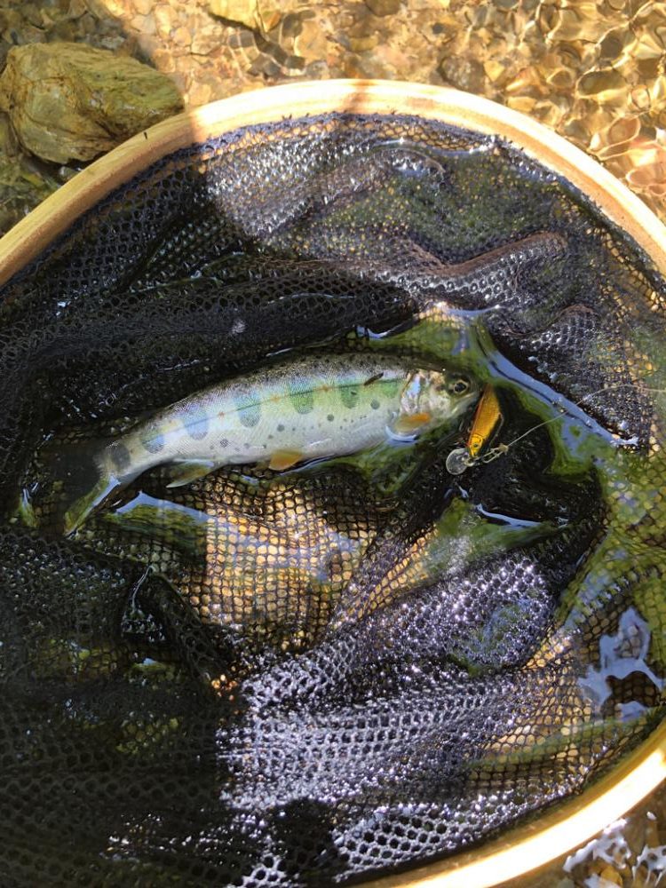 今年2回目　渓流ルアー