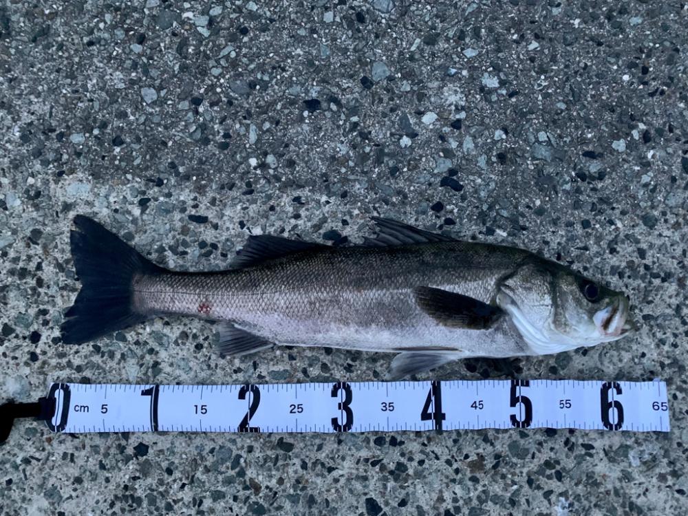 朝マヅメシーバス