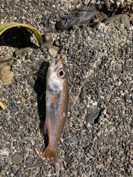 トリックサビキ