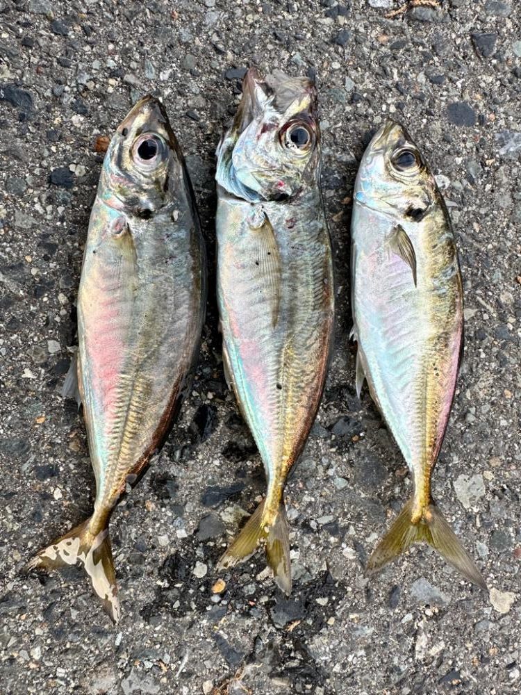 大阪のアジは厳しい