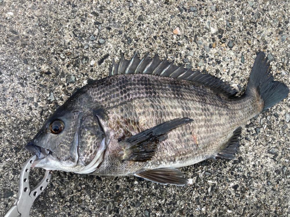 雨の日にチヌ乱舞