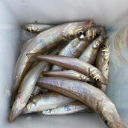 のんびりキス釣り