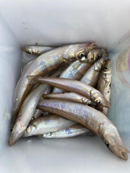 のんびりキス釣り