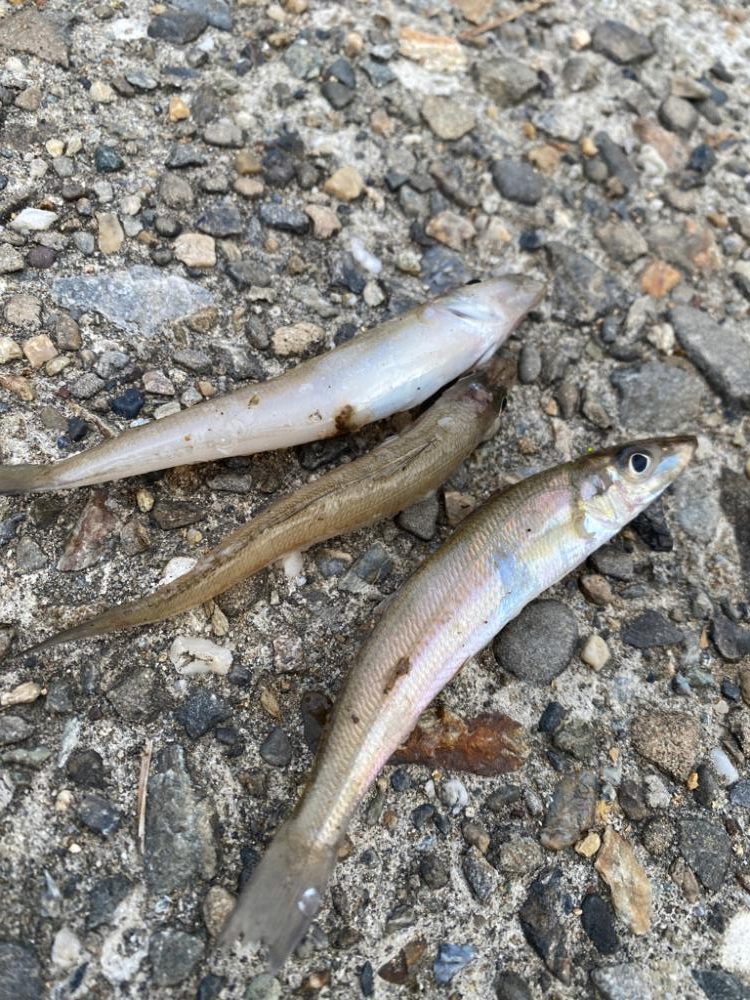 まだまだキスは渋い