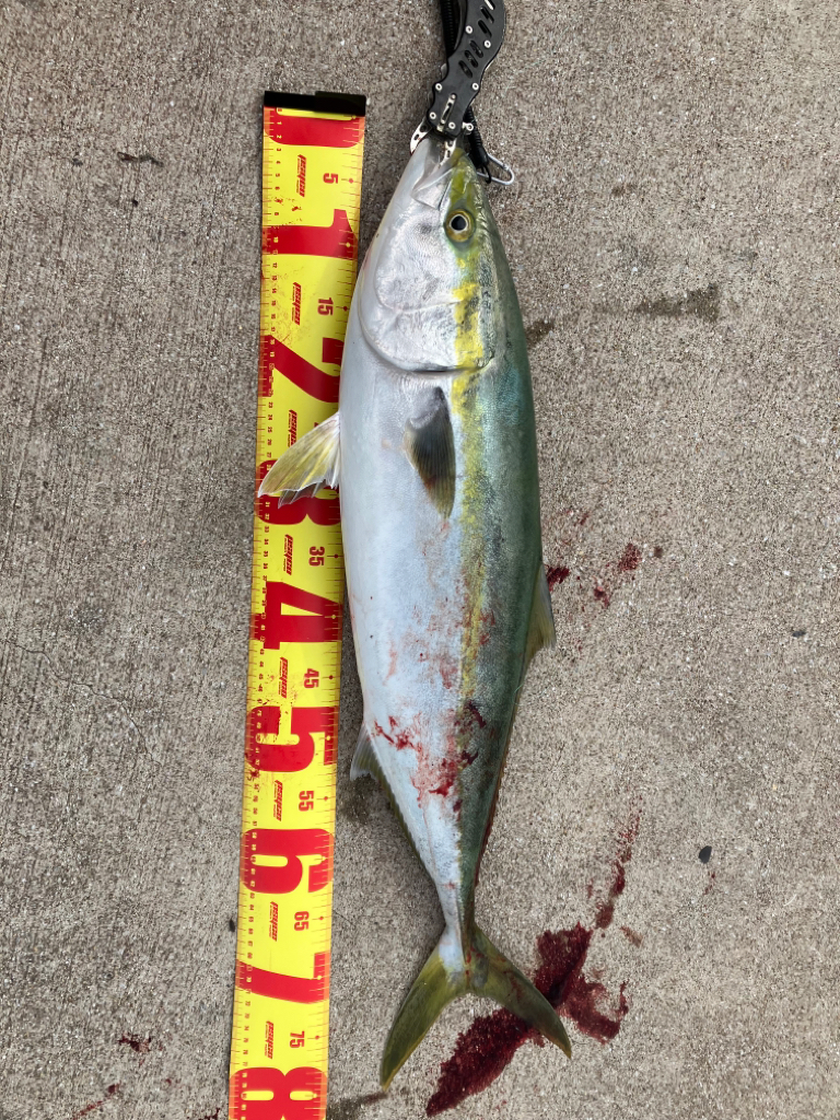 大阪南港　今年初青物❗️