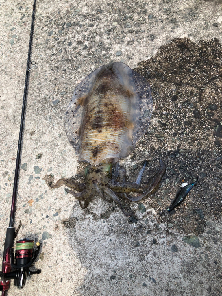 追い風5m以上の中、エギング！