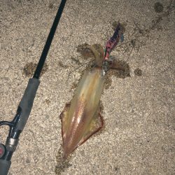 貪欲なケンサキ