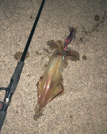 貪欲なケンサキ