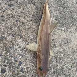 春アオリイカはどこへやら