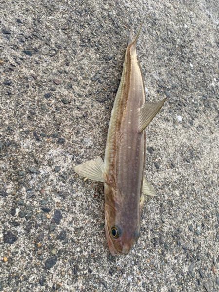 春アオリイカはどこへやら