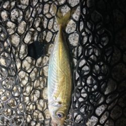 アジング、メバリング