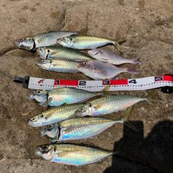 カゴ釣りで尺アジ