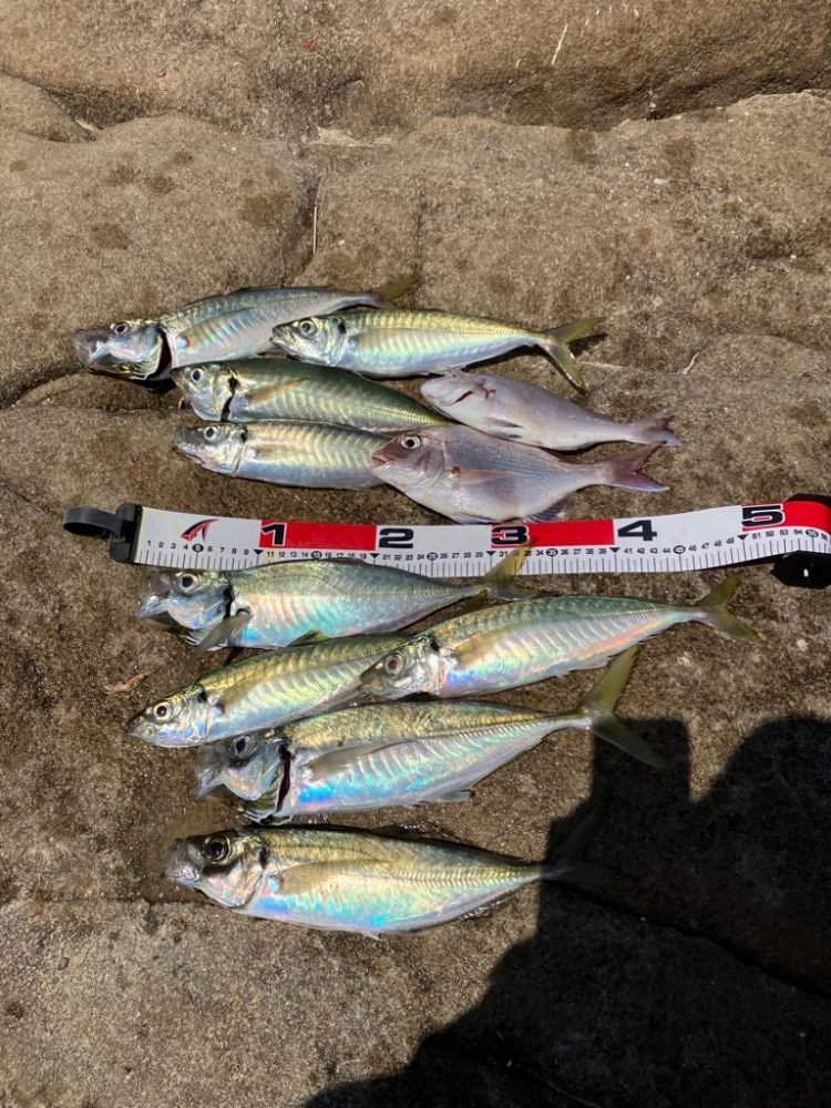 カゴ釣りで尺アジ