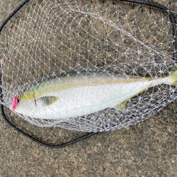 青物ありがとう