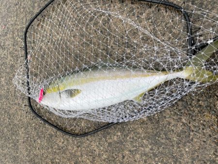 青物ありがとう