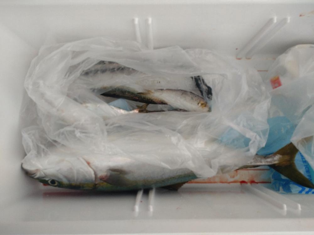 コノシロ引掛けから!