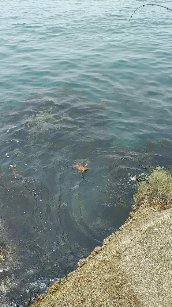 エギング メバリング